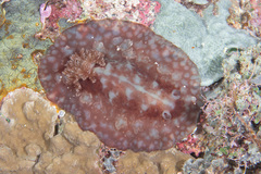 Asteronotus cespitosus