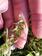 Taraxacum tortilobum