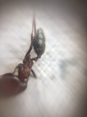 Trichomyrmex glaber