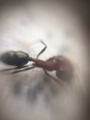 Trichomyrmex glaber