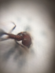 Trichomyrmex glaber