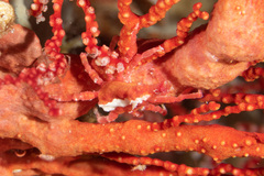 Xenocarcinus depressus