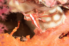 Xenocarcinus depressus