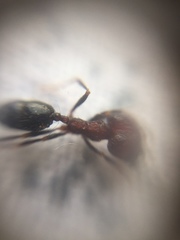 Trichomyrmex glaber