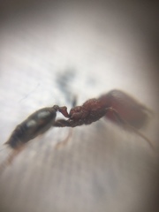 Trichomyrmex glaber