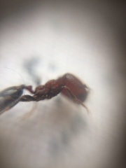 Trichomyrmex glaber