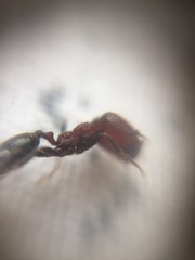 Trichomyrmex glaber