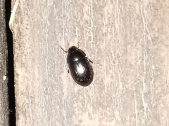 Cymbiodyta bifidus