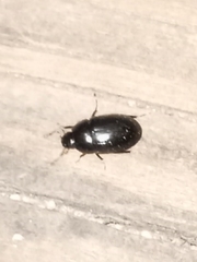 Cymbiodyta bifidus