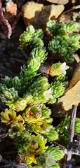 Kelleria laxa