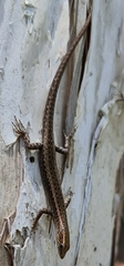 Cryptoblepharus cygnatus