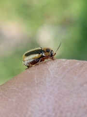Cryptocephalus lemniscatus