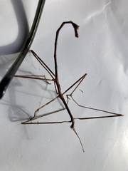 Anophelepis telesphorus