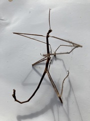 Anophelepis telesphorus