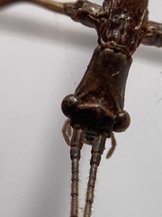 Anophelepis telesphorus