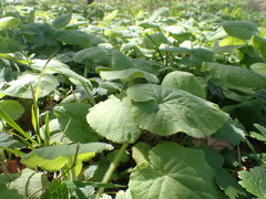Doronicum pardalianches