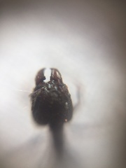 Pheidole latinoda