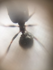 Pheidole latinoda