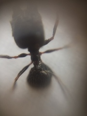 Pheidole latinoda