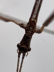 Anophelepis telesphorus