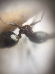 Pheidole latinoda