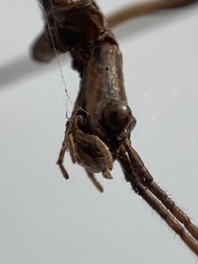 Anophelepis telesphorus