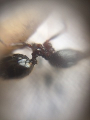Pheidole latinoda