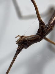 Anophelepis telesphorus