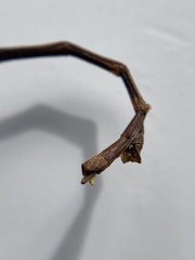 Anophelepis telesphorus