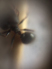 Pheidole latinoda