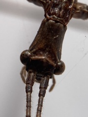 Anophelepis telesphorus