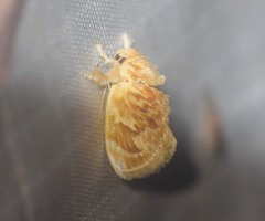 Narosa velutina