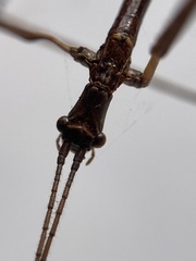 Anophelepis telesphorus