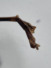 Anophelepis telesphorus