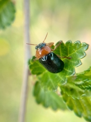 Smaragdina semiaurantiaca