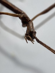 Anophelepis telesphorus