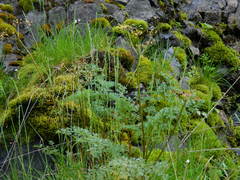 Lomatium salmoniflorum