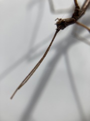 Anophelepis telesphorus