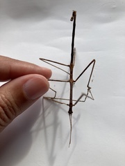 Anophelepis telesphorus