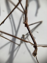 Anophelepis telesphorus