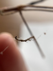 Anophelepis telesphorus