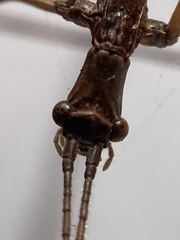 Anophelepis telesphorus