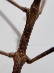 Anophelepis telesphorus