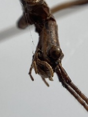 Anophelepis telesphorus