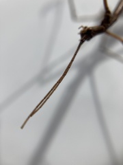 Anophelepis telesphorus