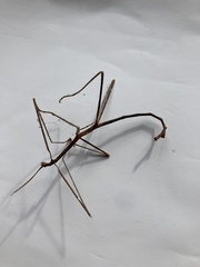 Anophelepis telesphorus