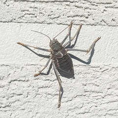 Acanthoplus discoidalis