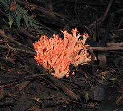 Ramaria botrytoides