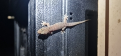 Gehyra australis