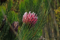 Protea aristata